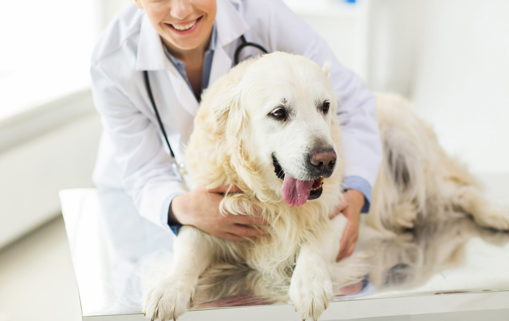 Comprehensive Vet Care | Veterinary Clinic in Durham, NC | Alexander At The  Park Veterinary Hospital